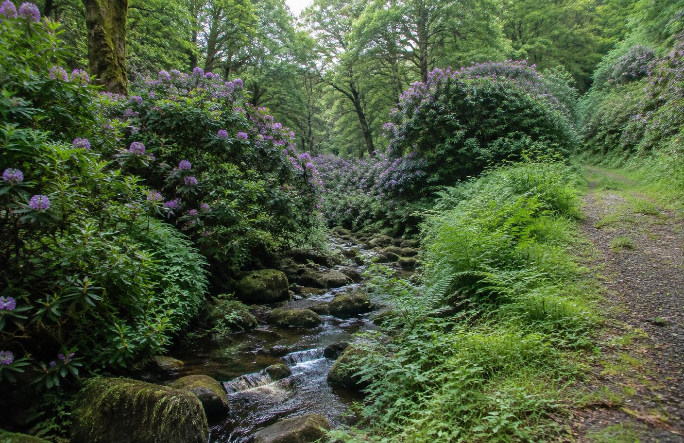 Clyne Valley & Blackpill local landscape