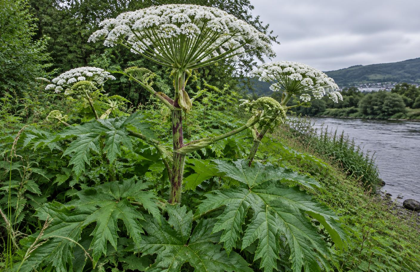 Giant hogweed growing in Swansea