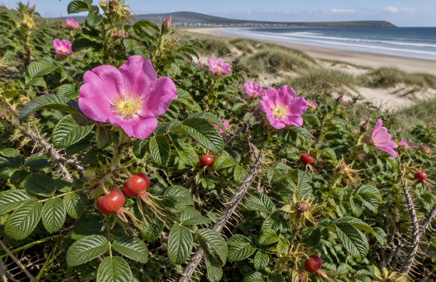 Japanese rose growing in Swansea