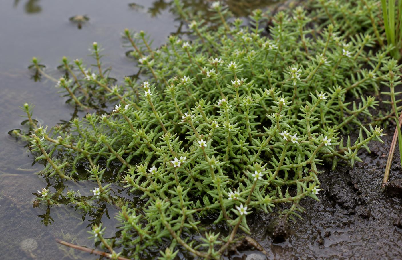 New Zealand pygmyweed growing in Swansea