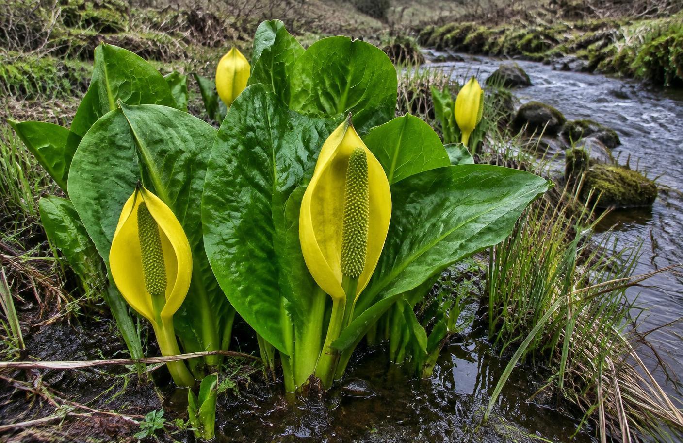 American skunk cabbage growing in Swansea