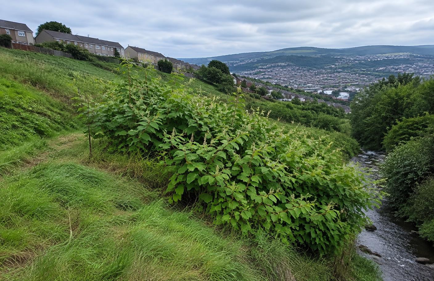Townhill, Penlan & Cwmbwrla local landscape